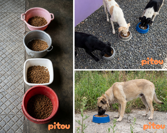 Comment Fonctionnent Nos Opérations De Nourrissage